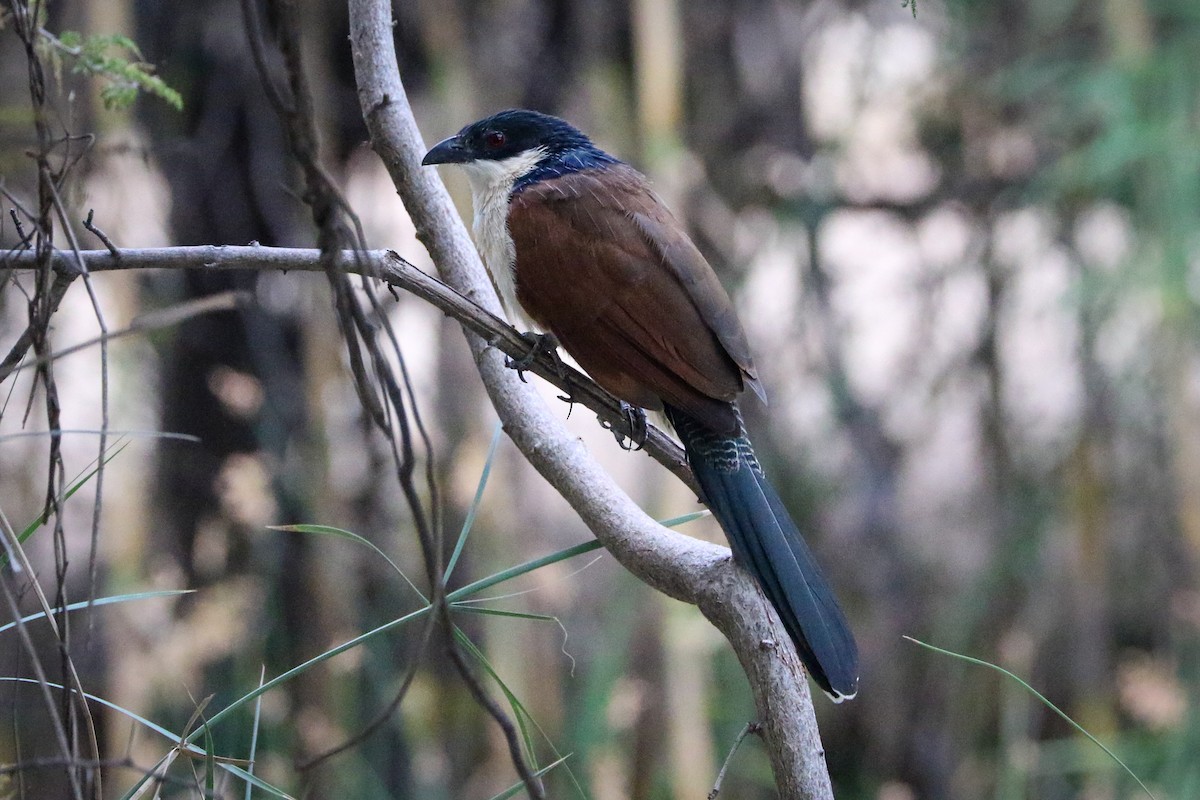 White-browed Coucal (Burchell's) - ML586862261