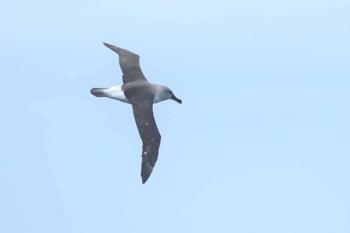 Gray-headed Albatross - ML586862501