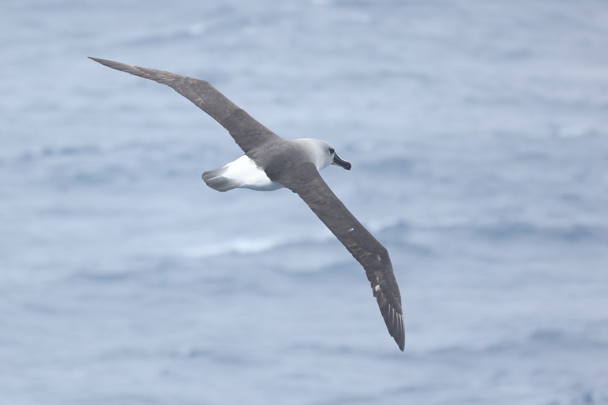 Gray-headed Albatross - ML586862511