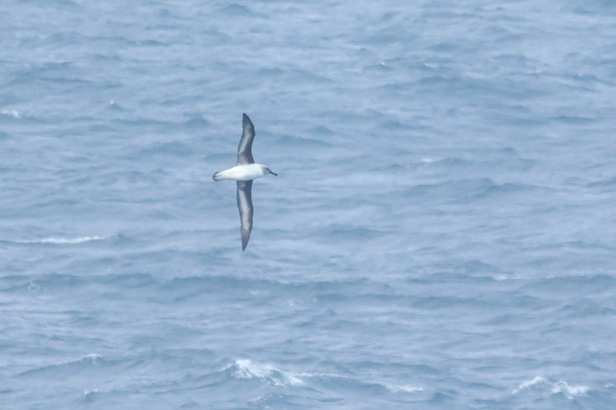 Gray-headed Albatross - ML586862531