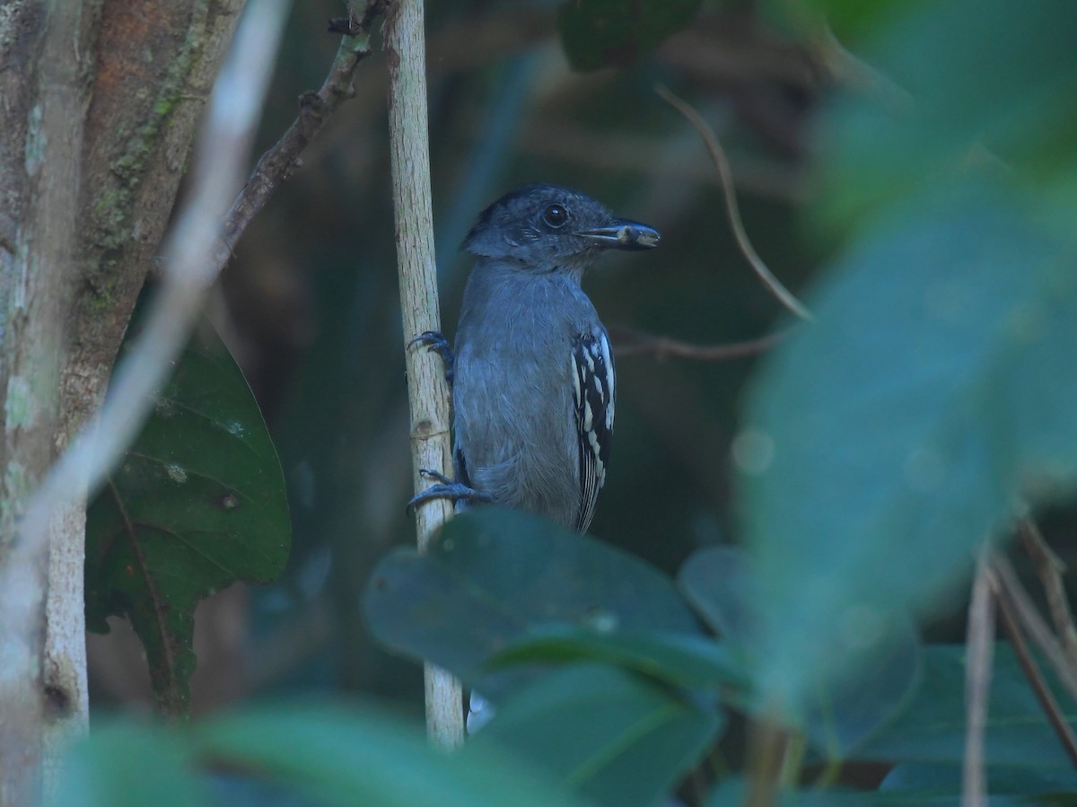 Amazonian Antshrike - ML586863221