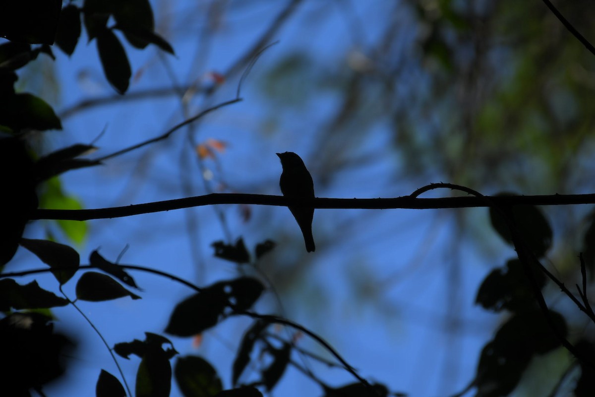 White-winged Becard - ML586863281