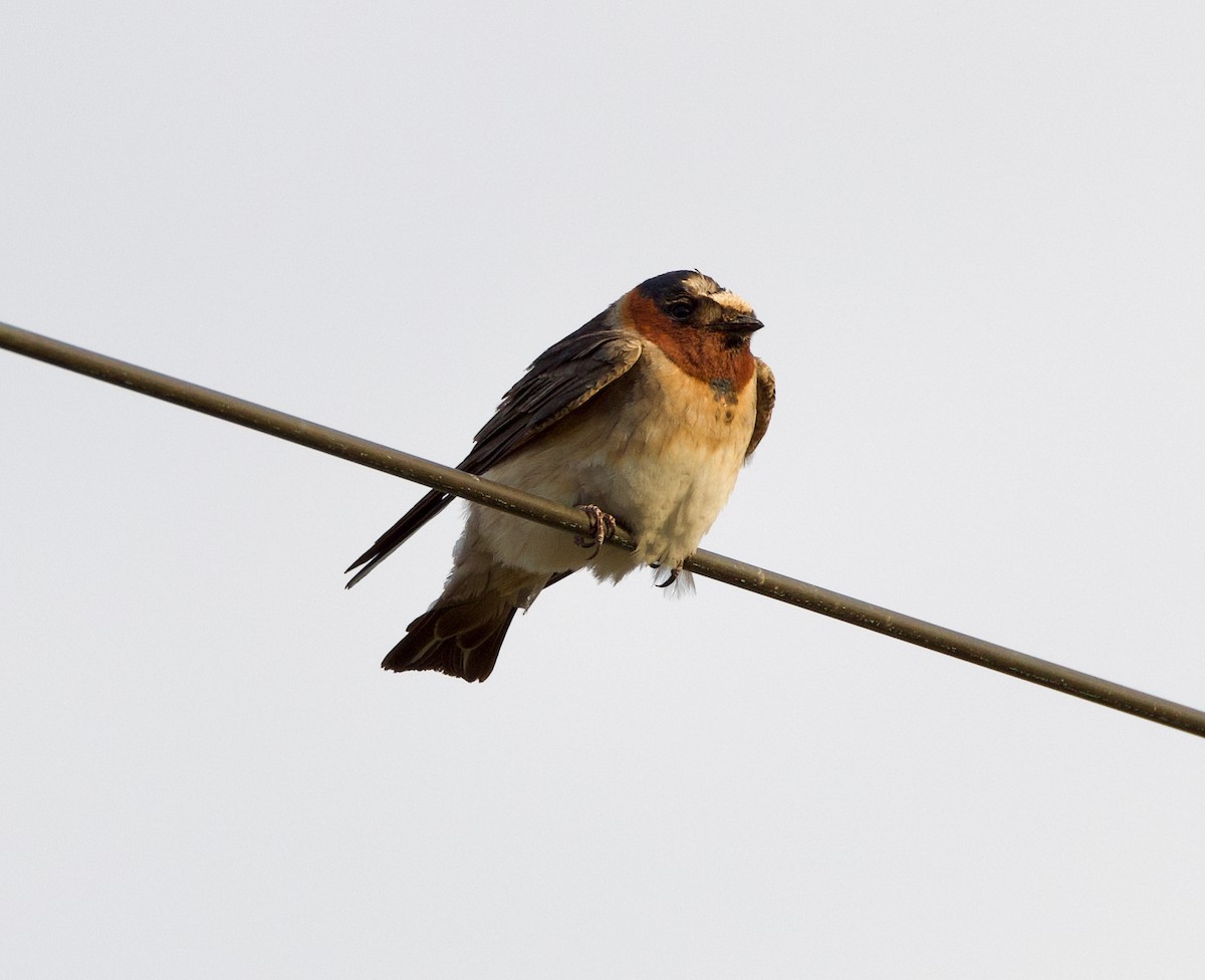 Cliff Swallow - ML586863491