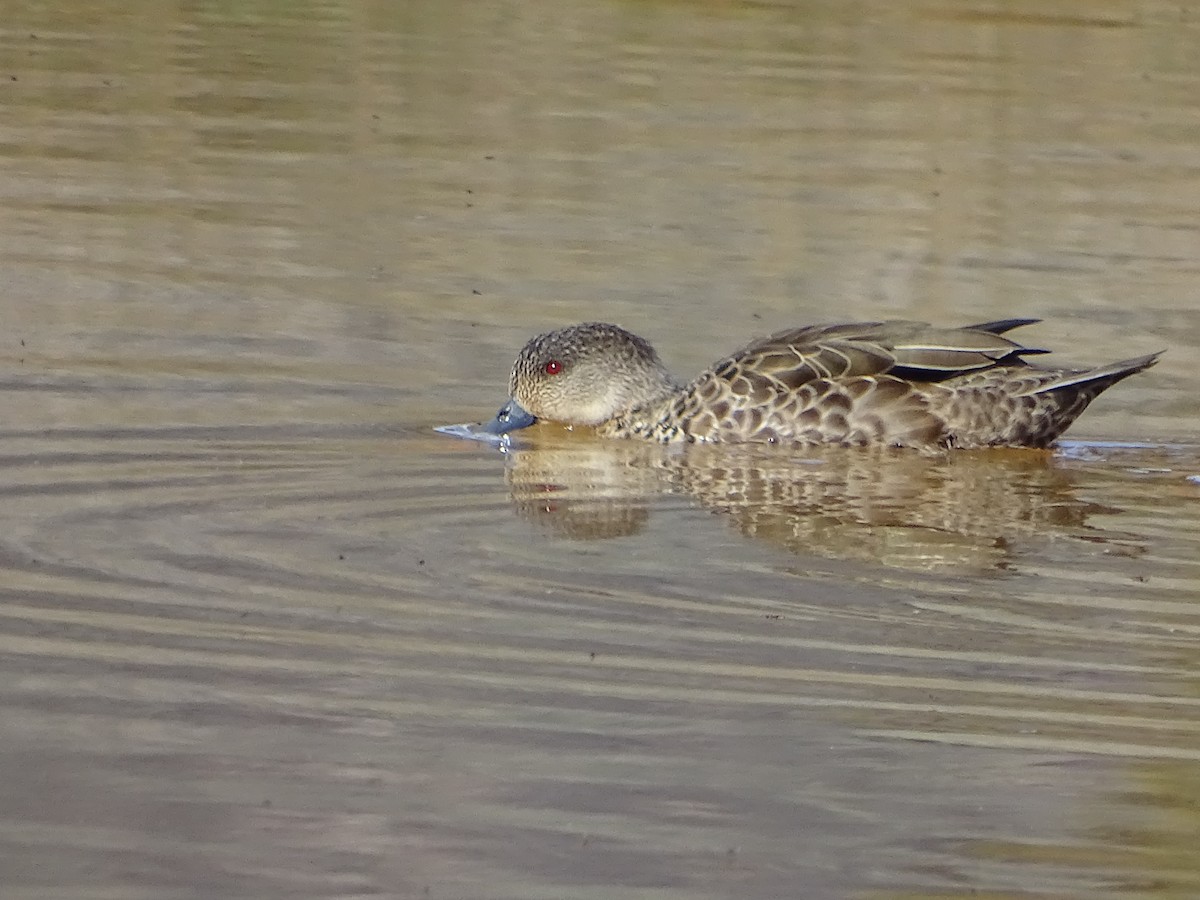 Gray Teal - Richard Murray