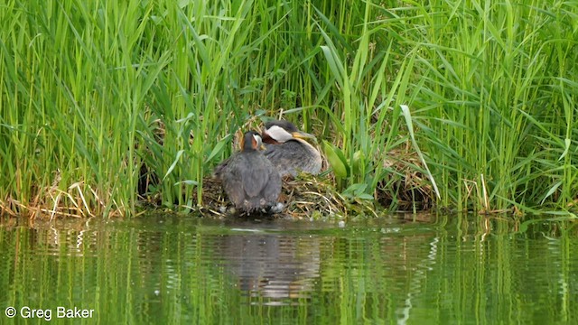 Red-necked Grebe - ML586864171