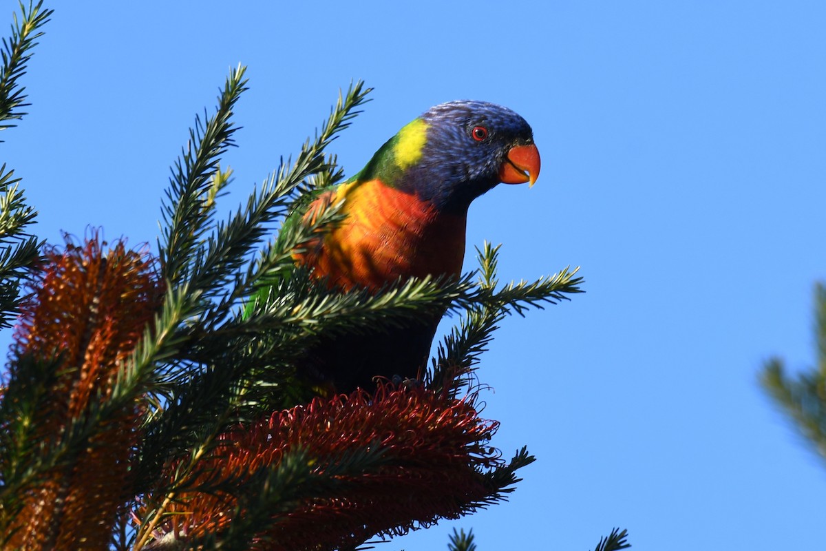 Rainbow Lorikeet - ML586864771