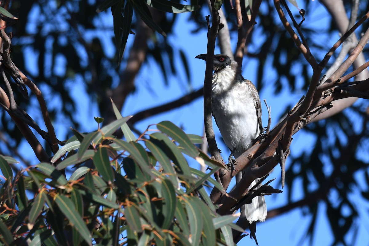 Noisy Friarbird - ML586865011