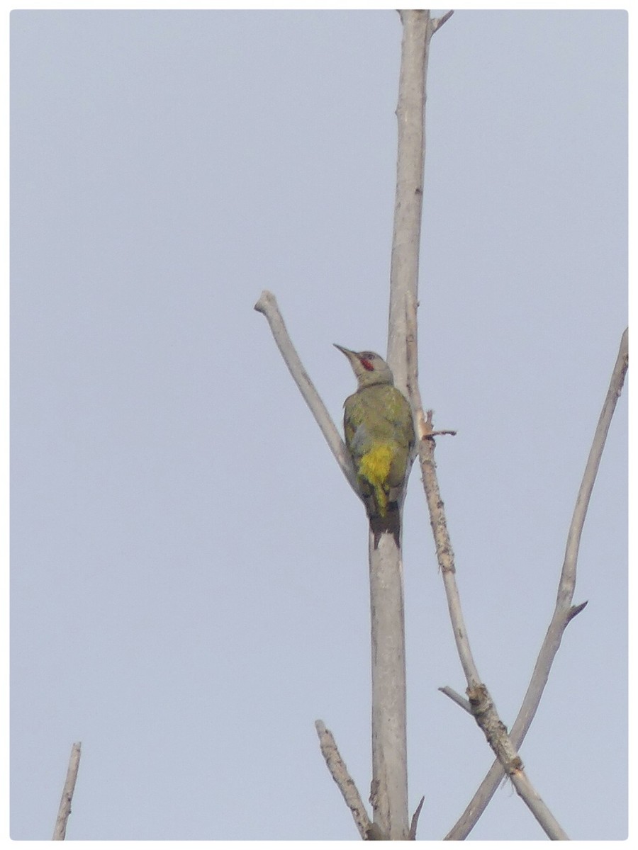 Iberian Green Woodpecker - ML586867281