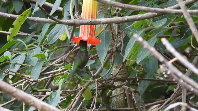 Sword-billed Hummingbird - ML586867291