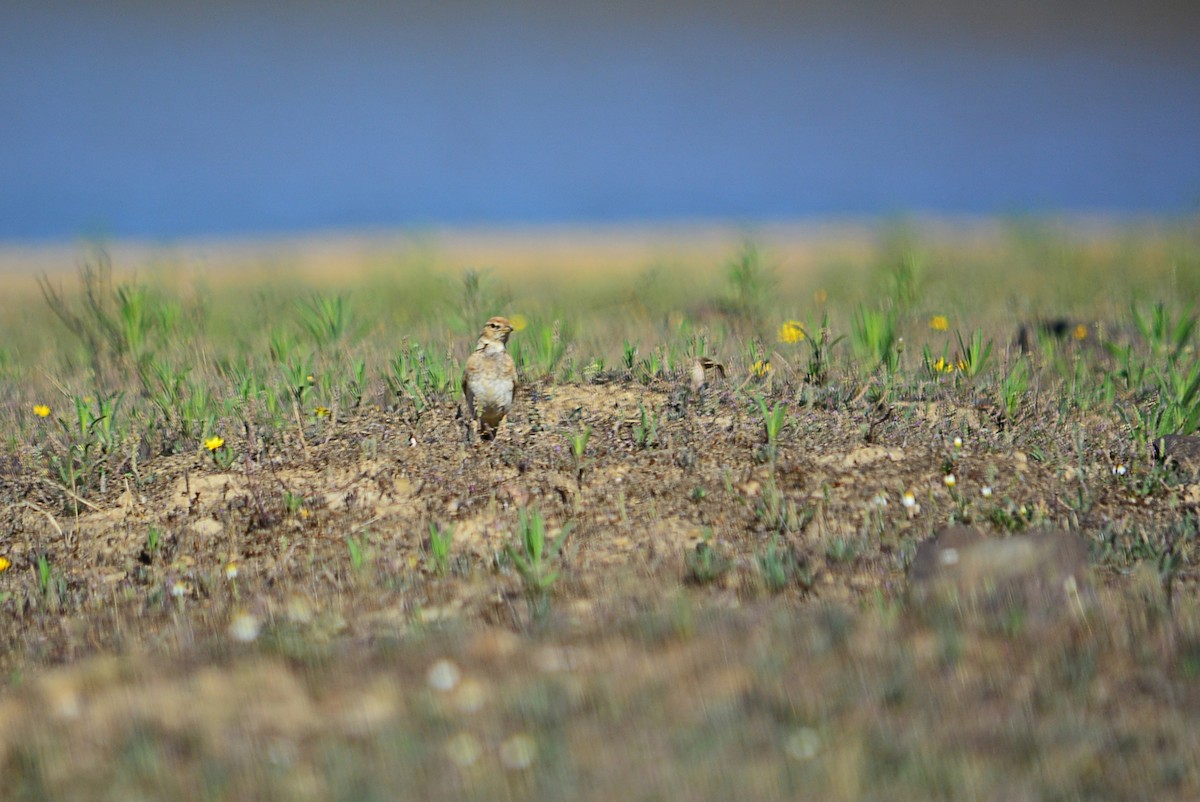 Greater Short-toed Lark - ML586867301