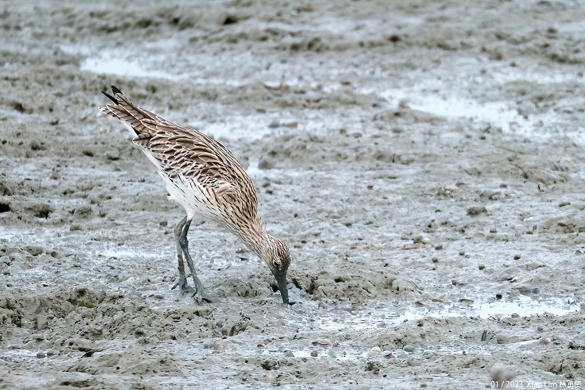 Eurasian Curlew - Lim Ying Hien