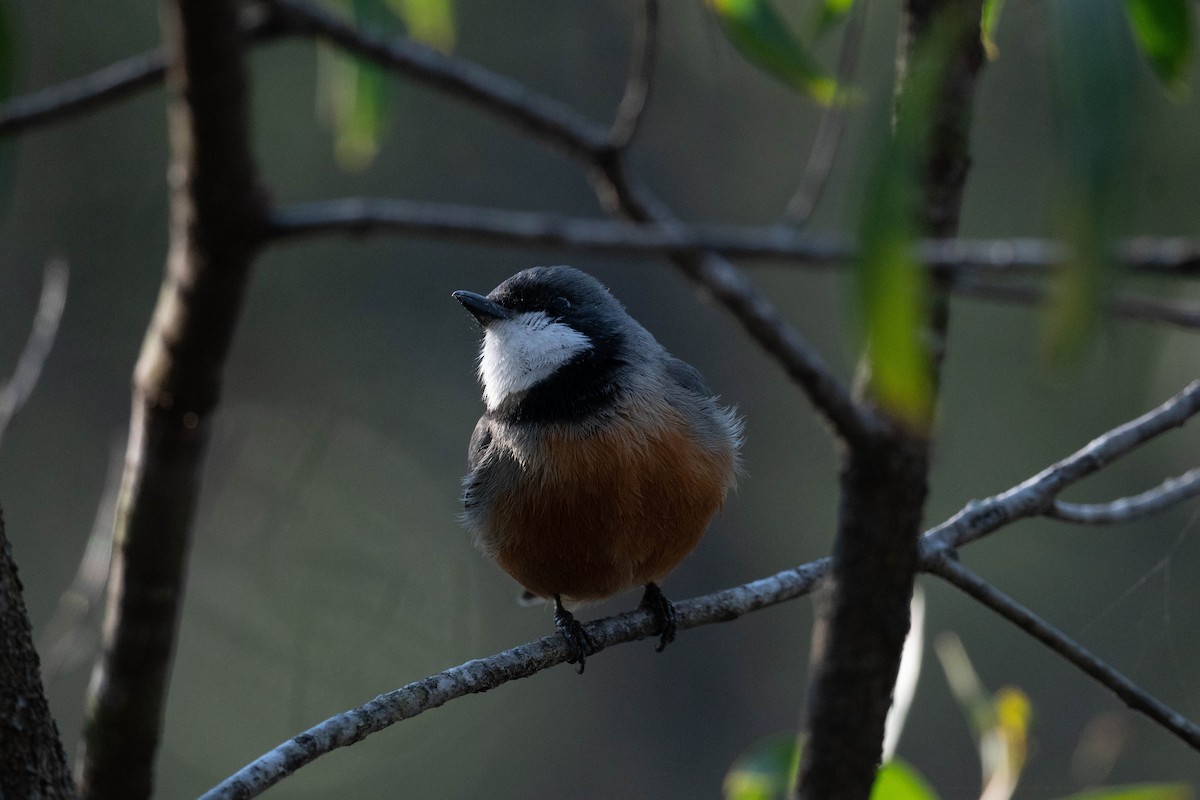 Rufous Whistler - ML586867611