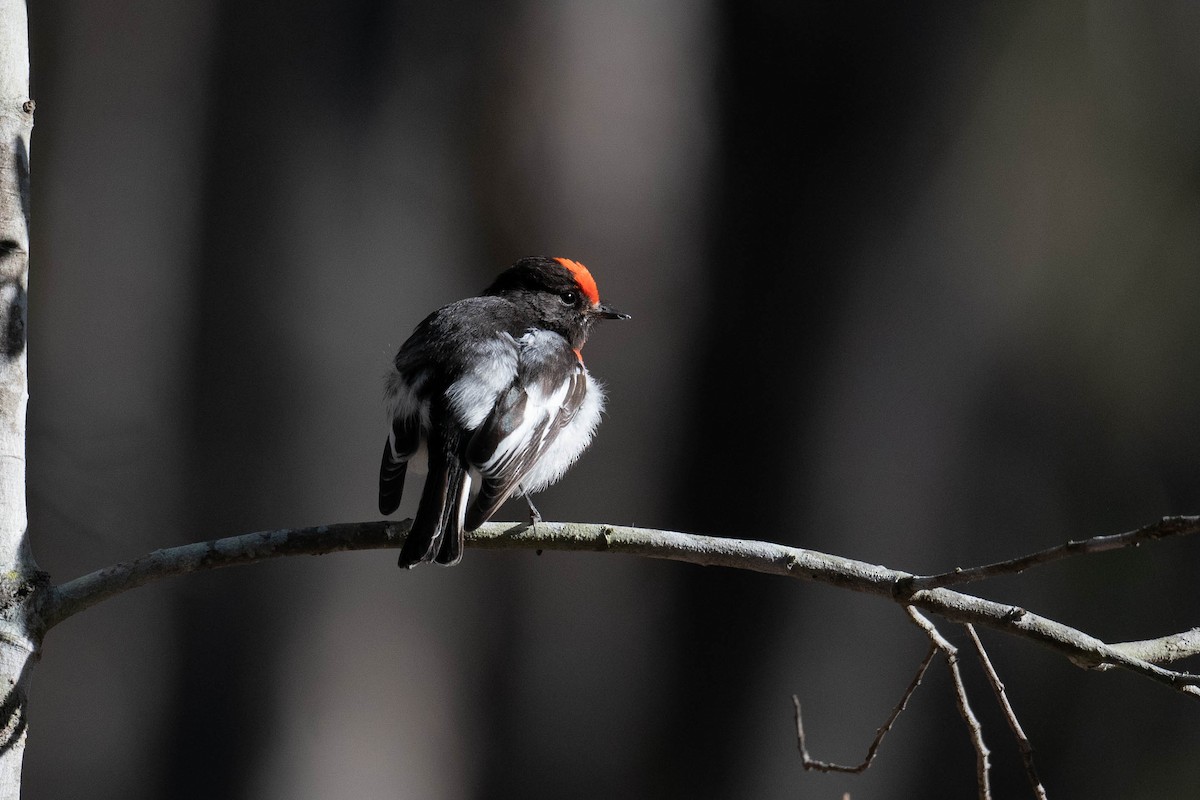 Red-capped Robin - ML586867621