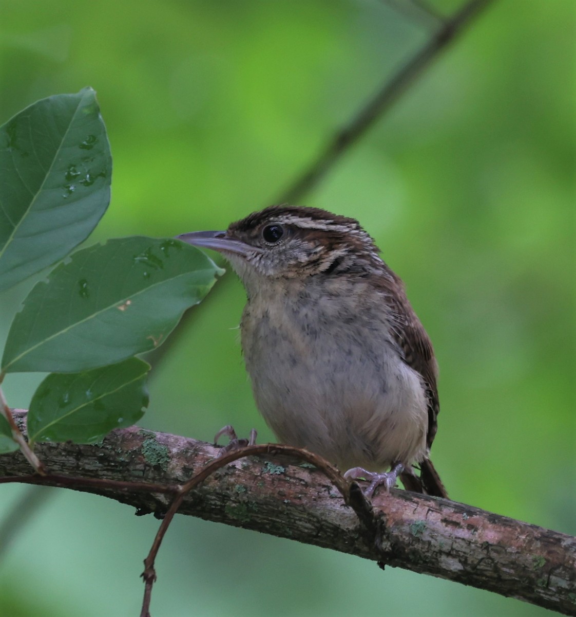 Carolina Wren - ML586867861