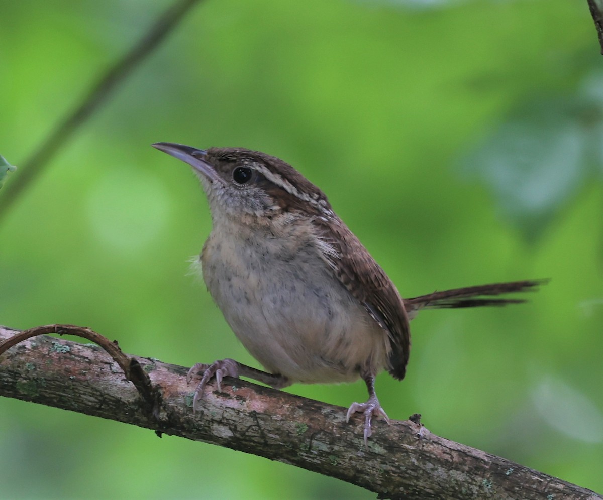 Carolina Wren - ML586867871