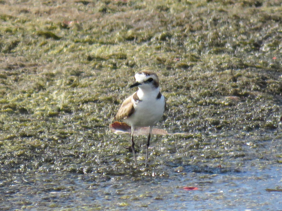 Kentish Plover (Hanuman) - ML586868531