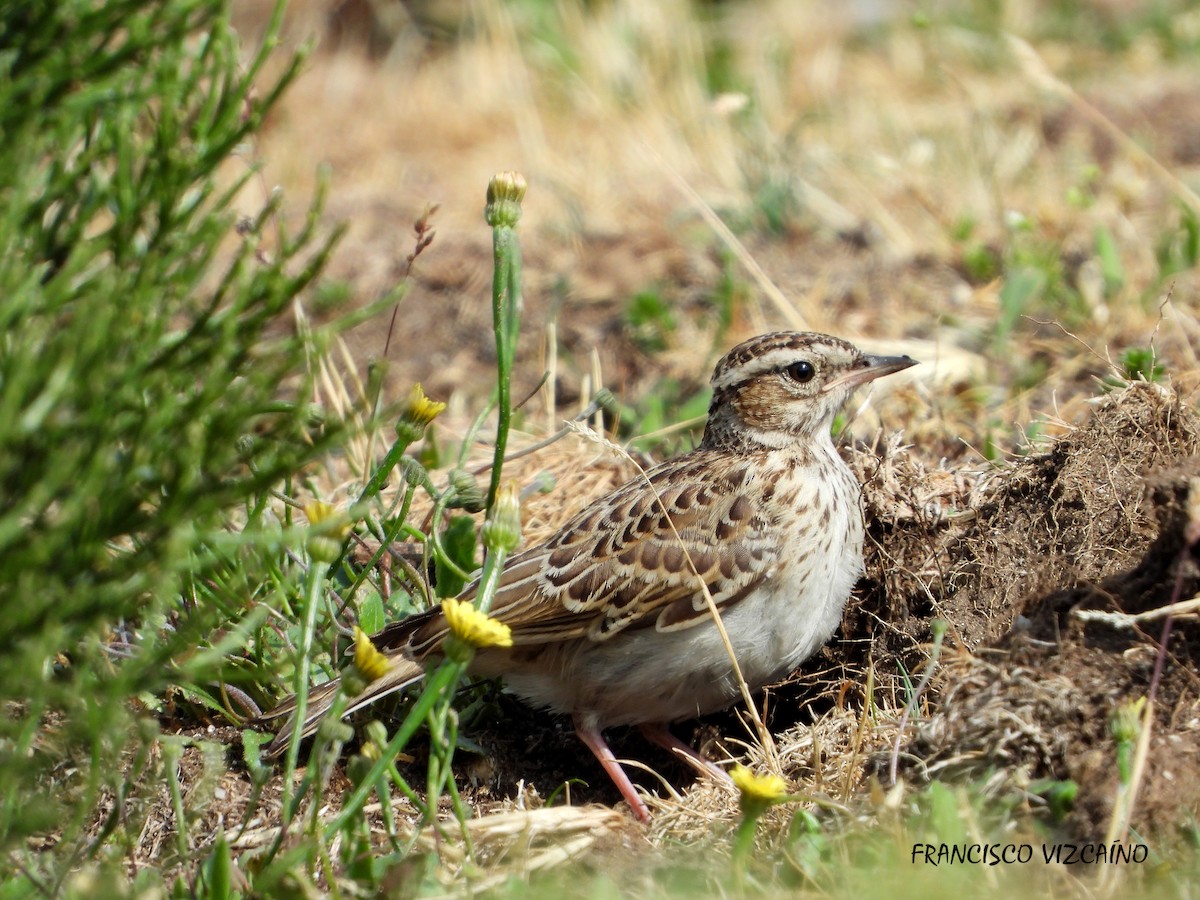 Wood Lark - ML586869201