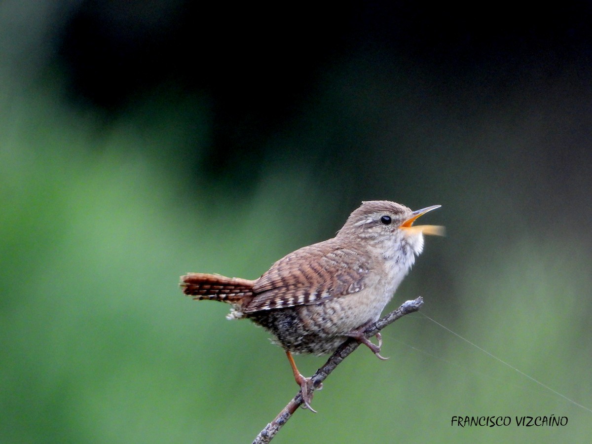 Eurasian Wren - ML586869281