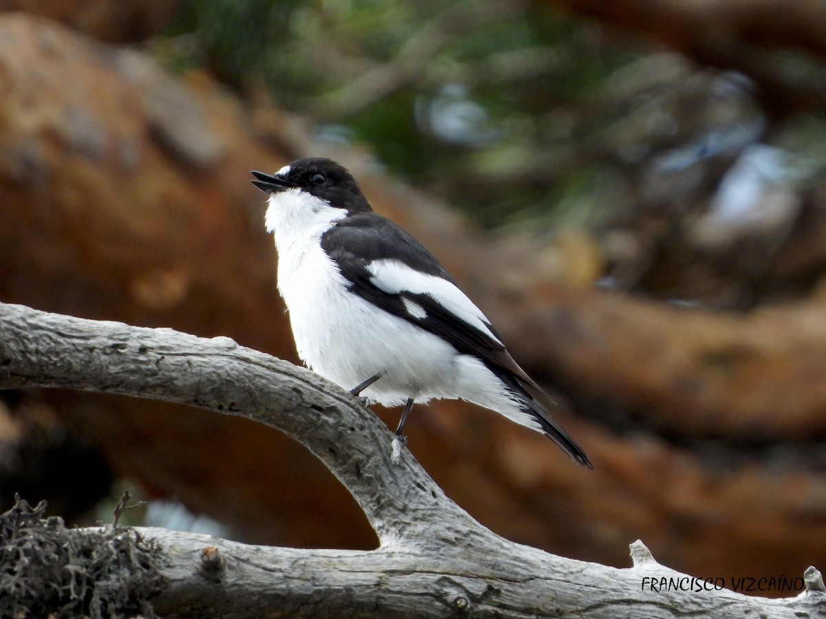 European Pied Flycatcher - ML586869331