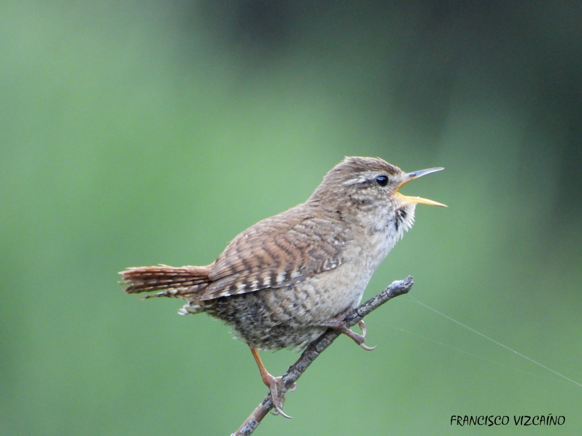 Eurasian Wren - ML586869831