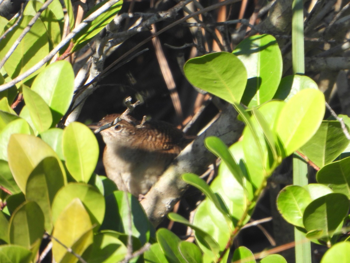 Zapata Wren - ML586870011