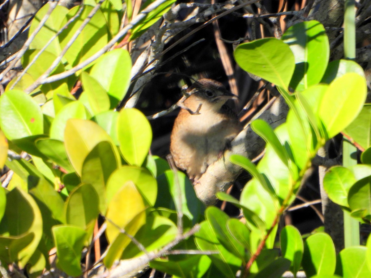 Zapata Wren - ML586870031