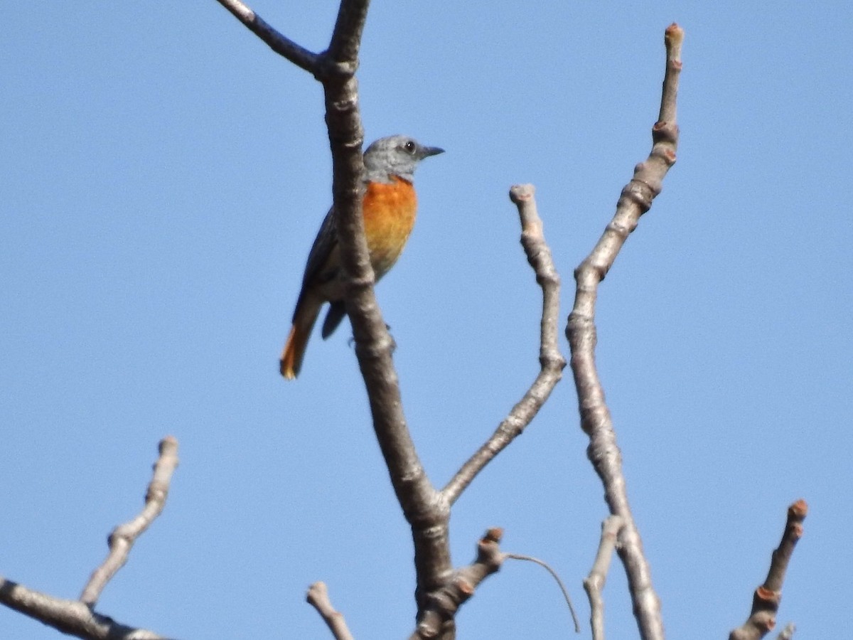 Miombo Rock-Thrush - Alastair Newton