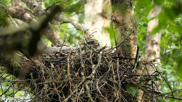 American Goshawk - ML586872371