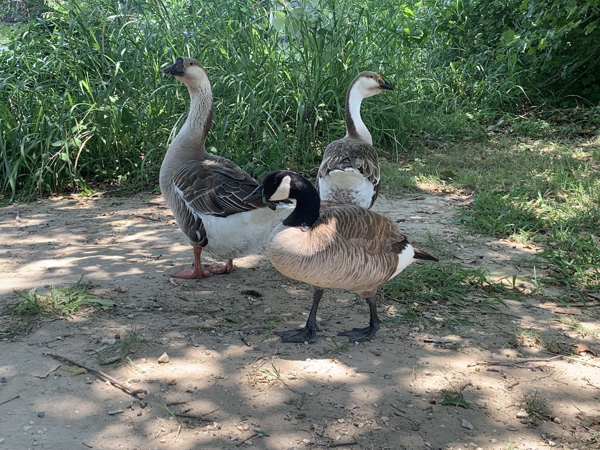 Canada Goose - ML586873081