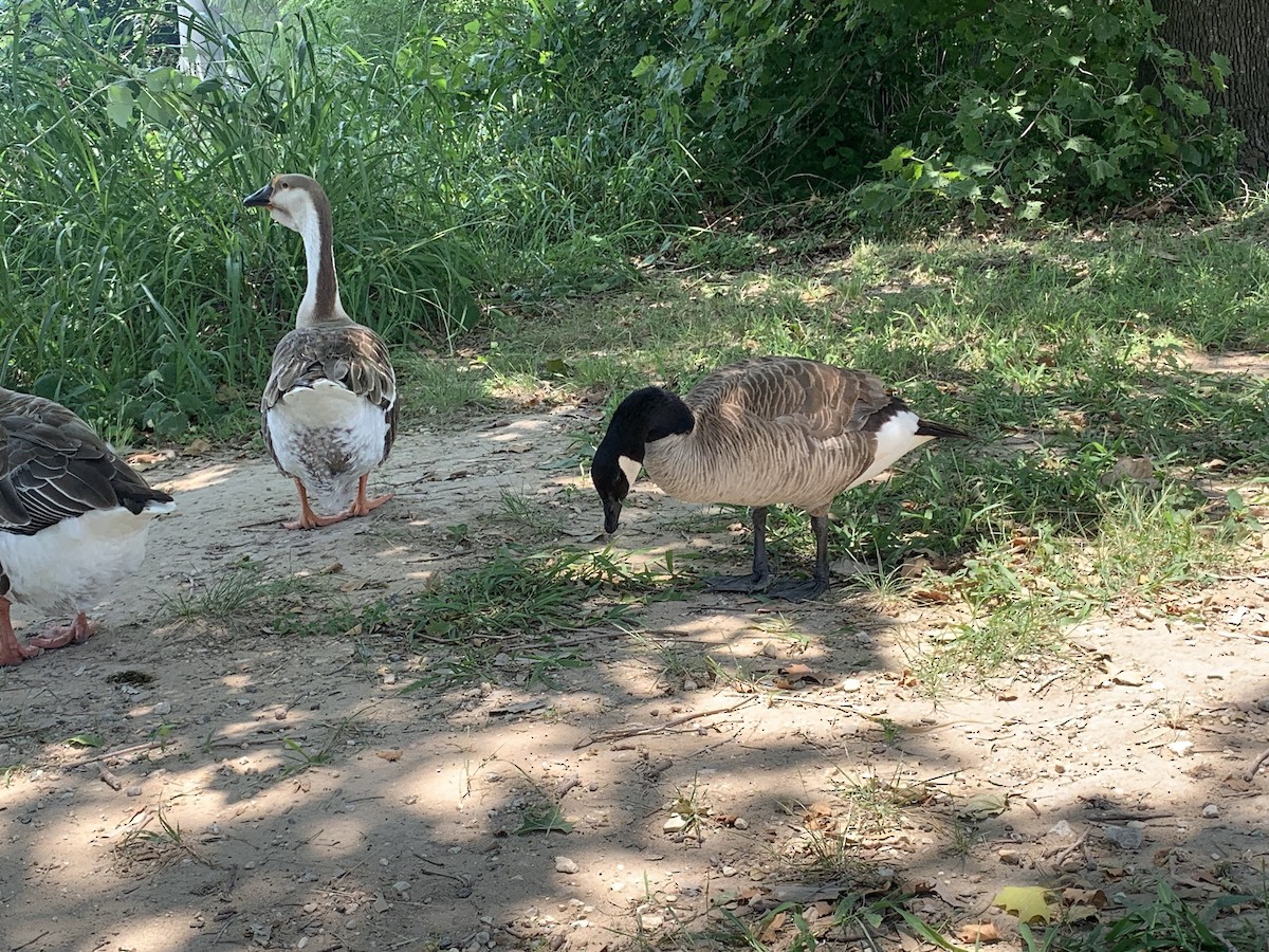 Canada Goose - ML586873091