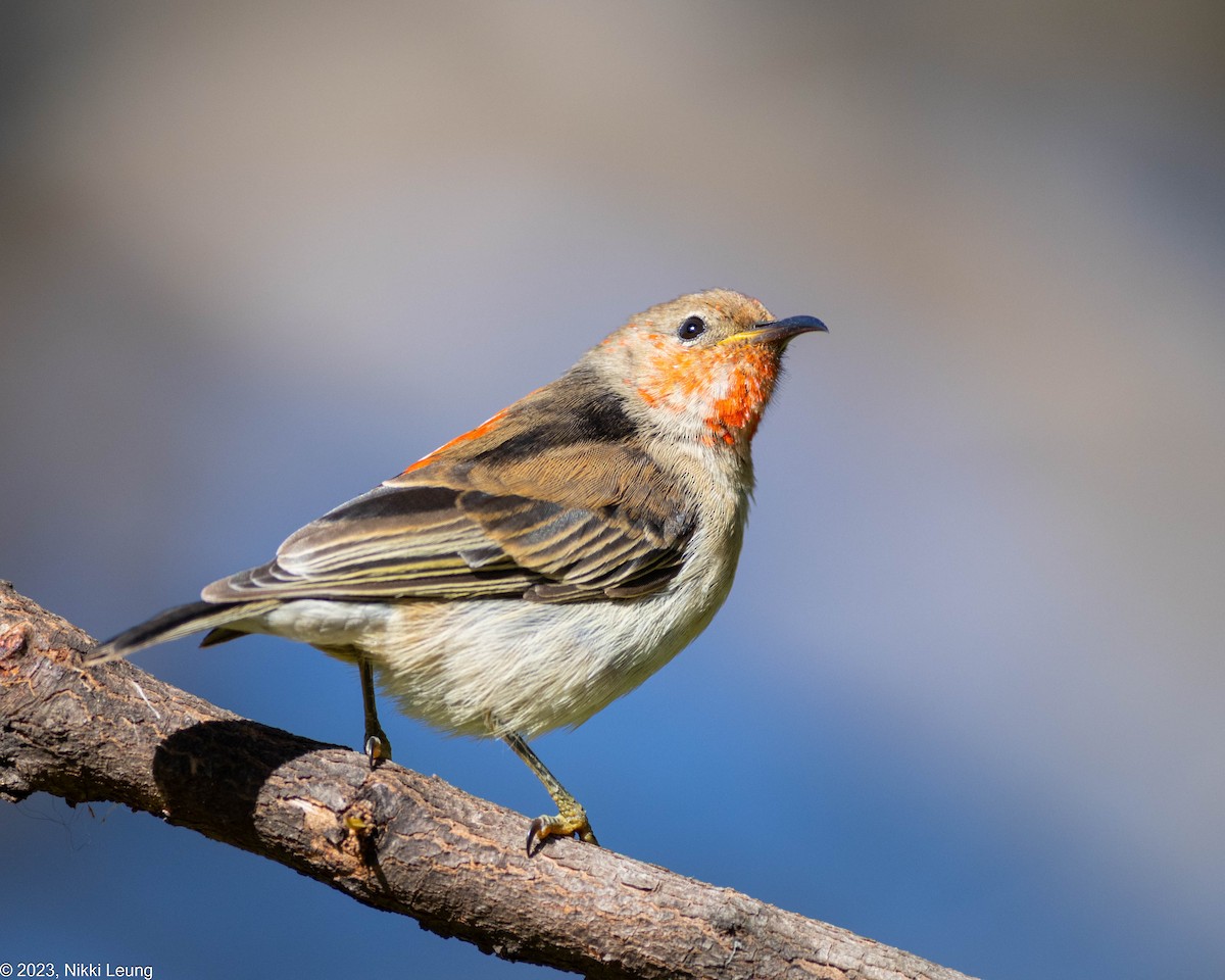 Scarlet Myzomela - ML586873211