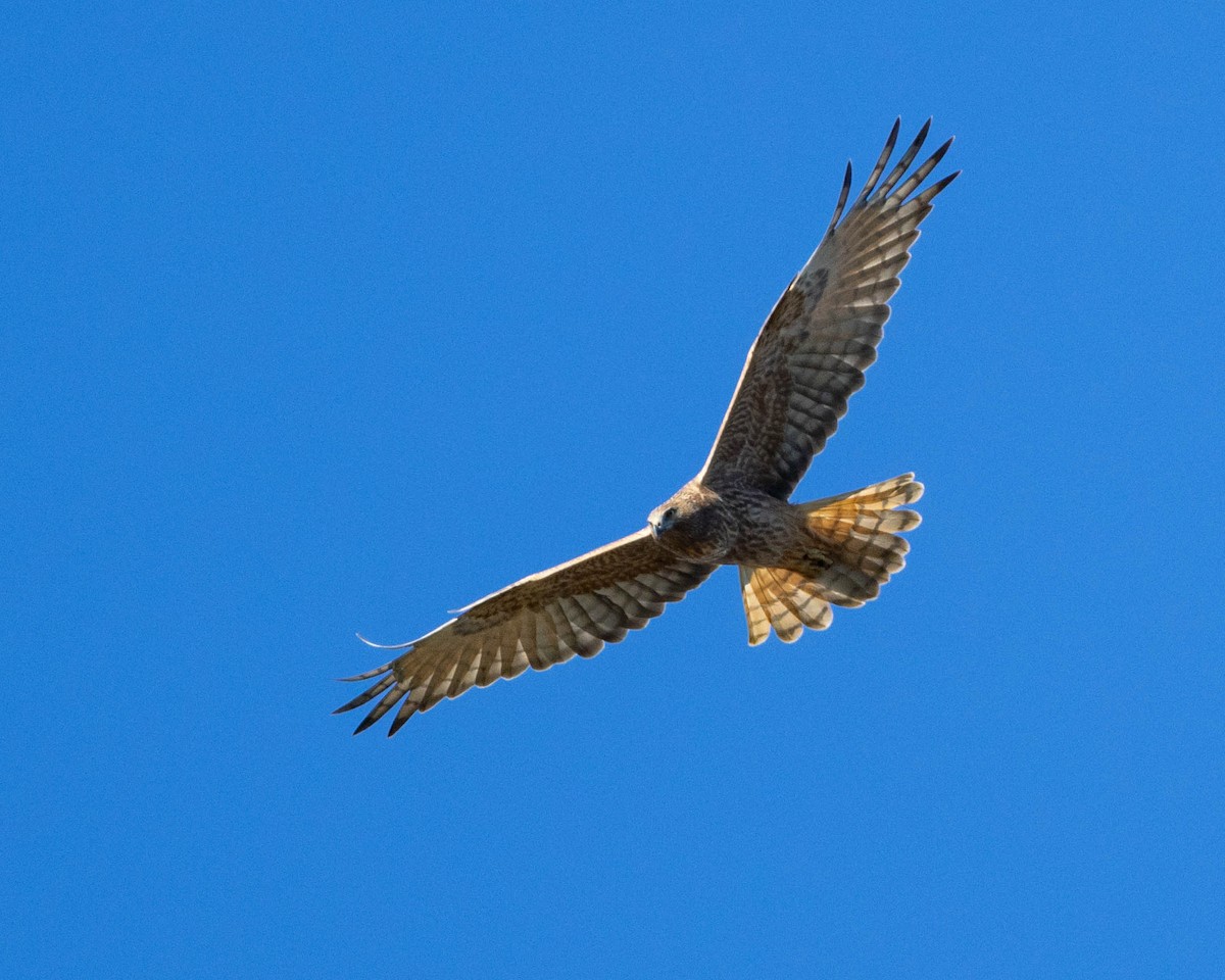 Swamp Harrier - ML586873251