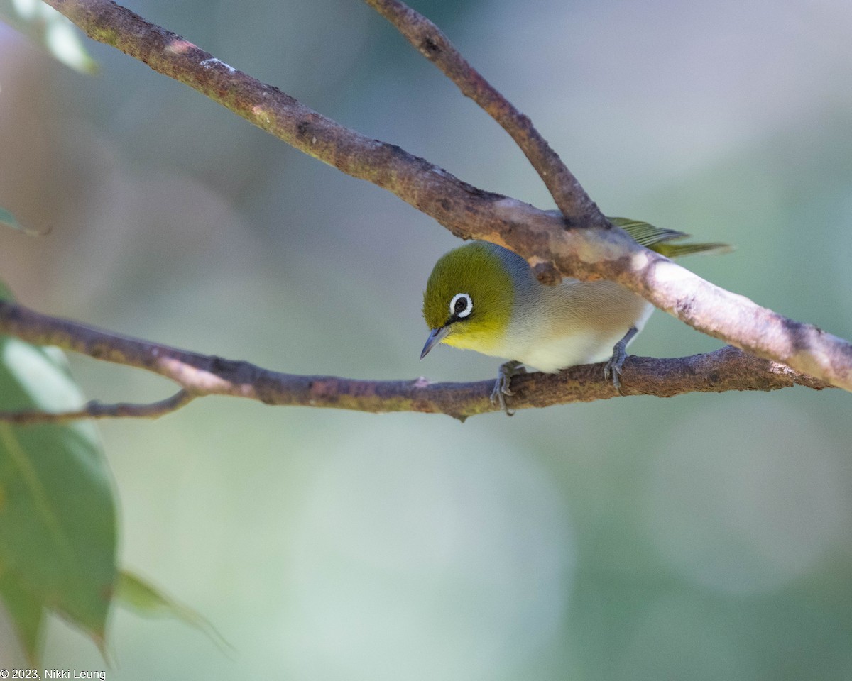 Silvereye - ML586873281