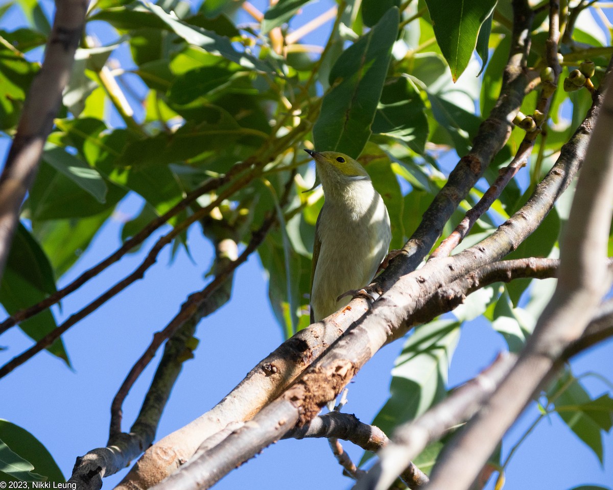 White-plumed Honeyeater - ML586873321