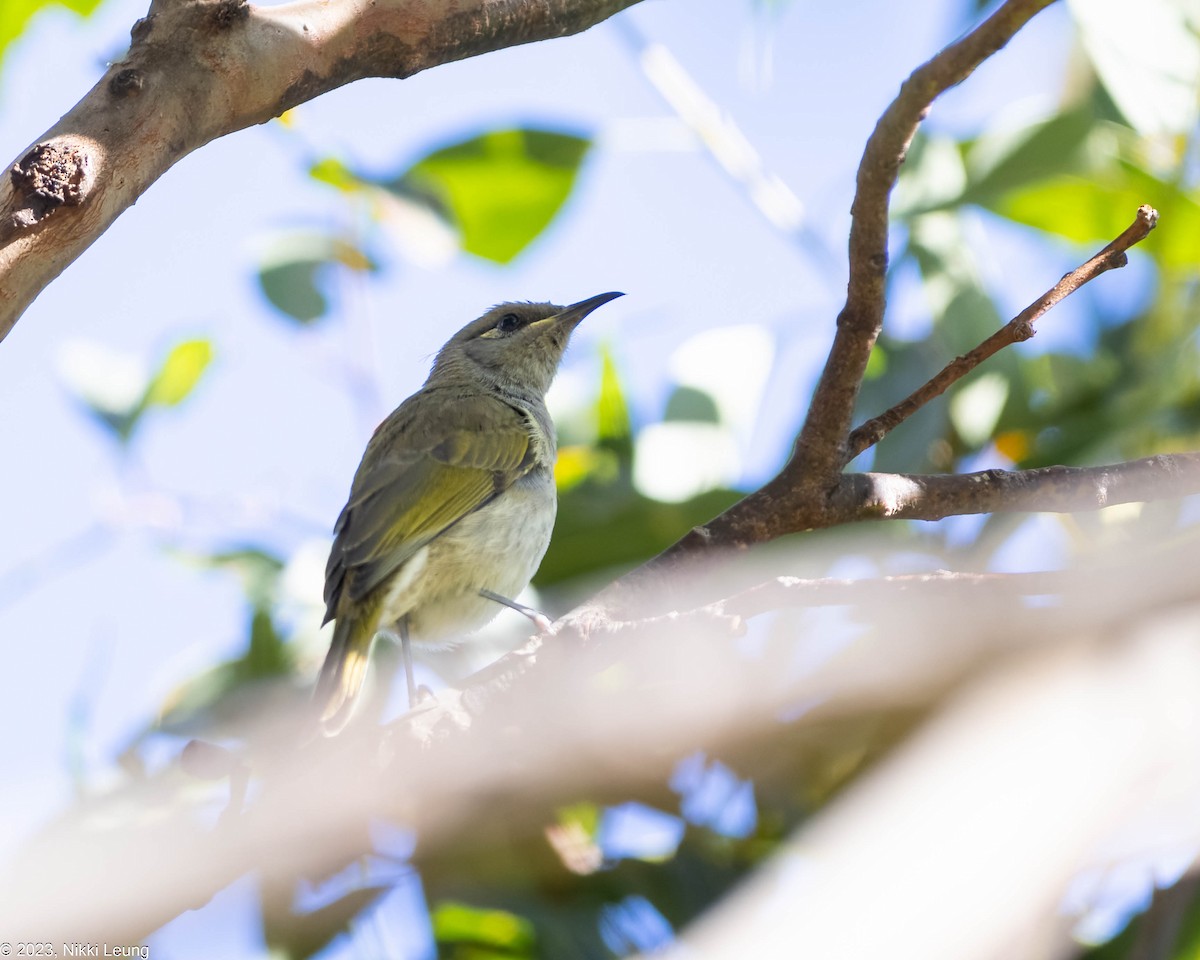 Brown Honeyeater - ML586873351