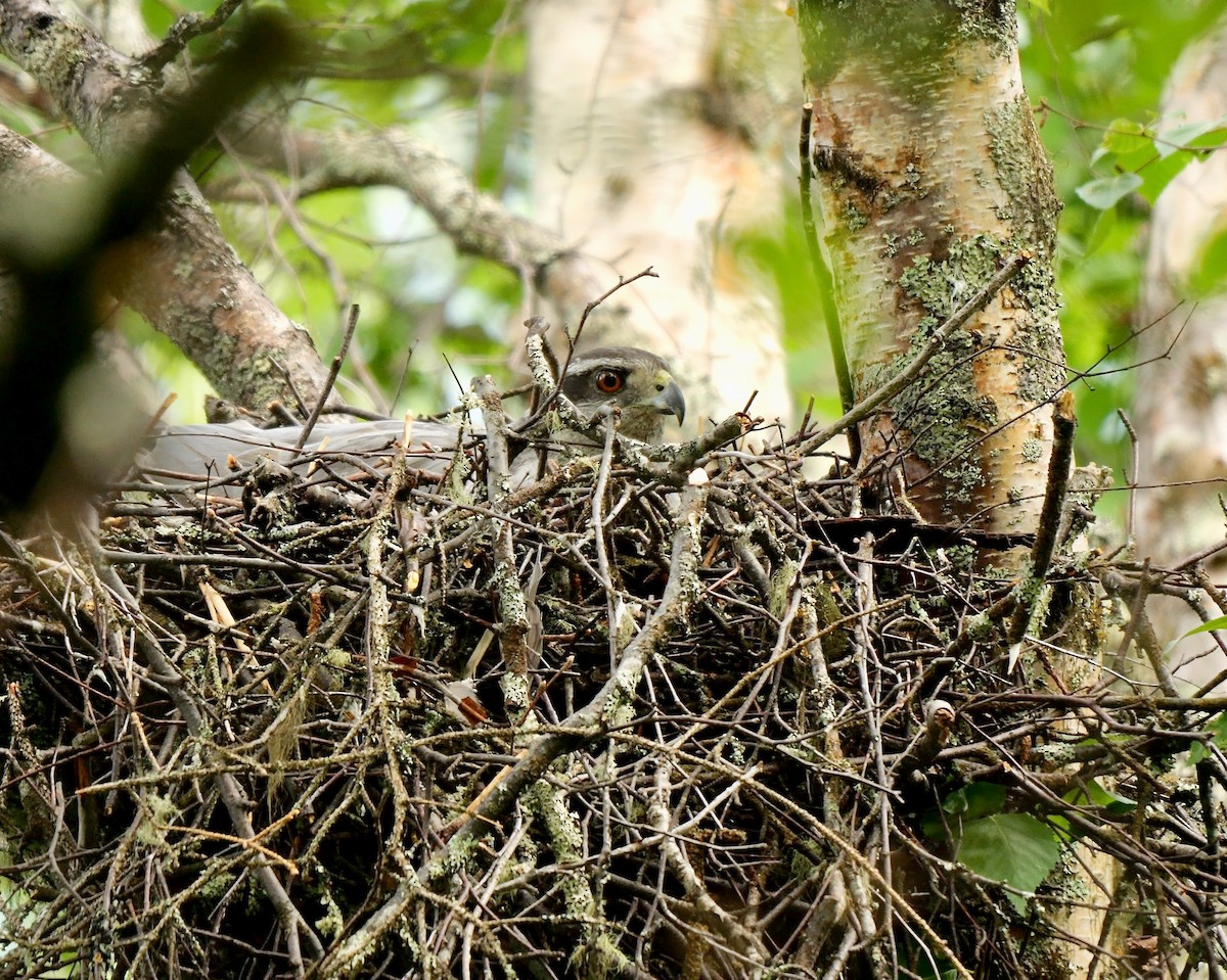 American Goshawk - ML586873391