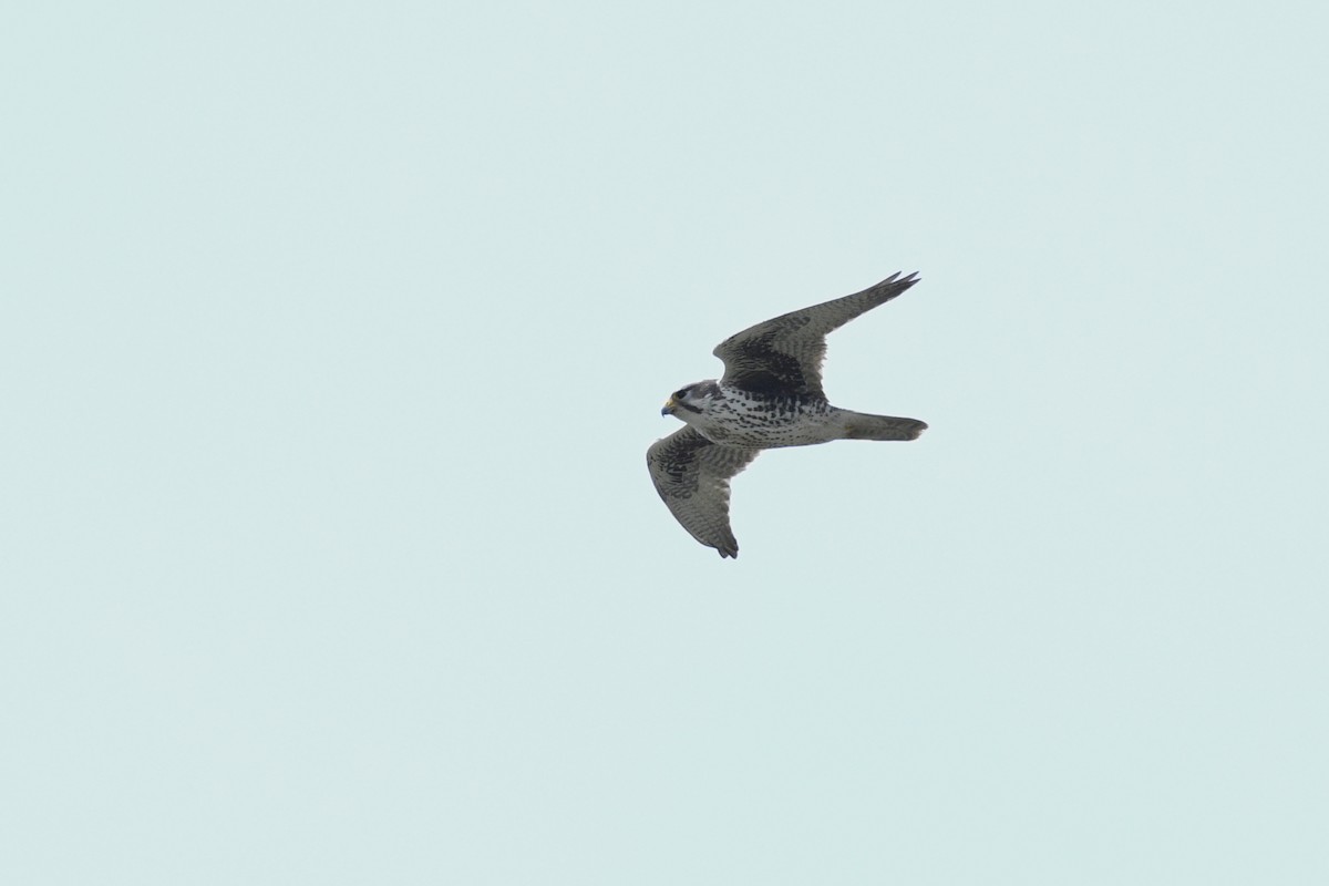 Prairie Falcon - ML586873671