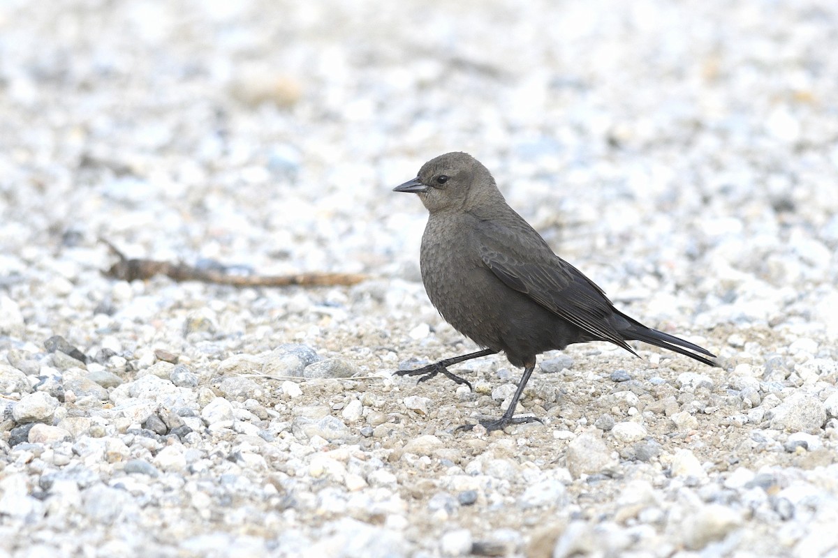 Brewer's Blackbird - ML586874001