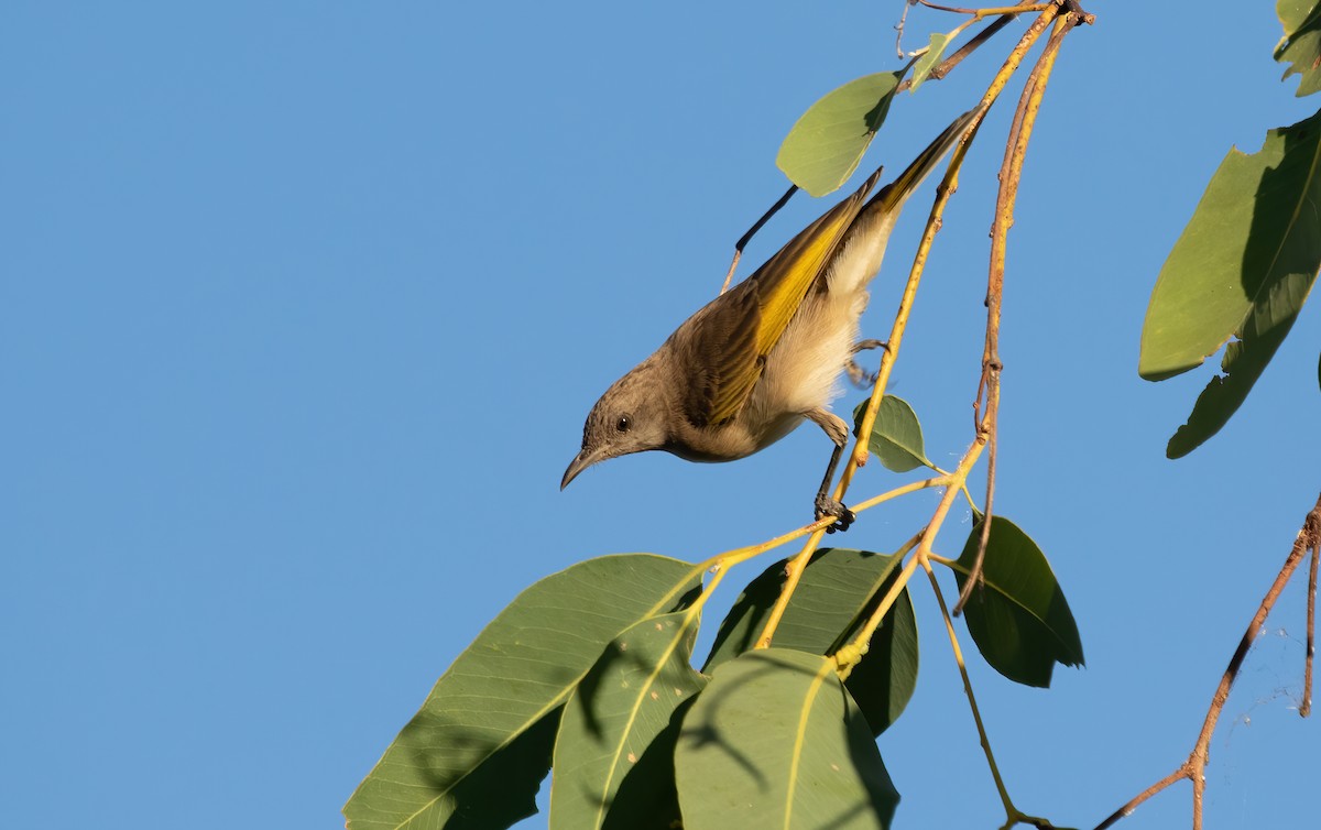 Rufous-throated Honeyeater - ML586875521