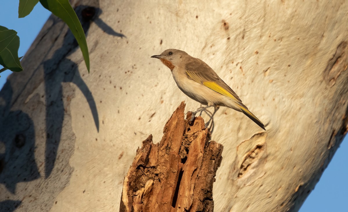 Rufous-throated Honeyeater - ML586875531