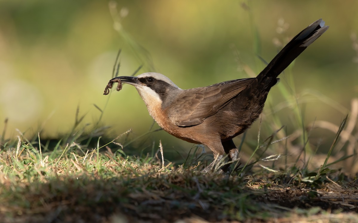 Gray-crowned Babbler - ML586875651