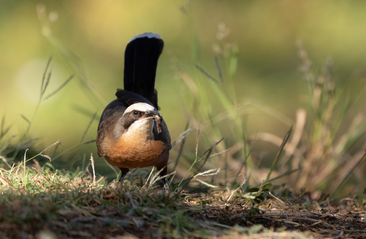 Gray-crowned Babbler - ML586875661