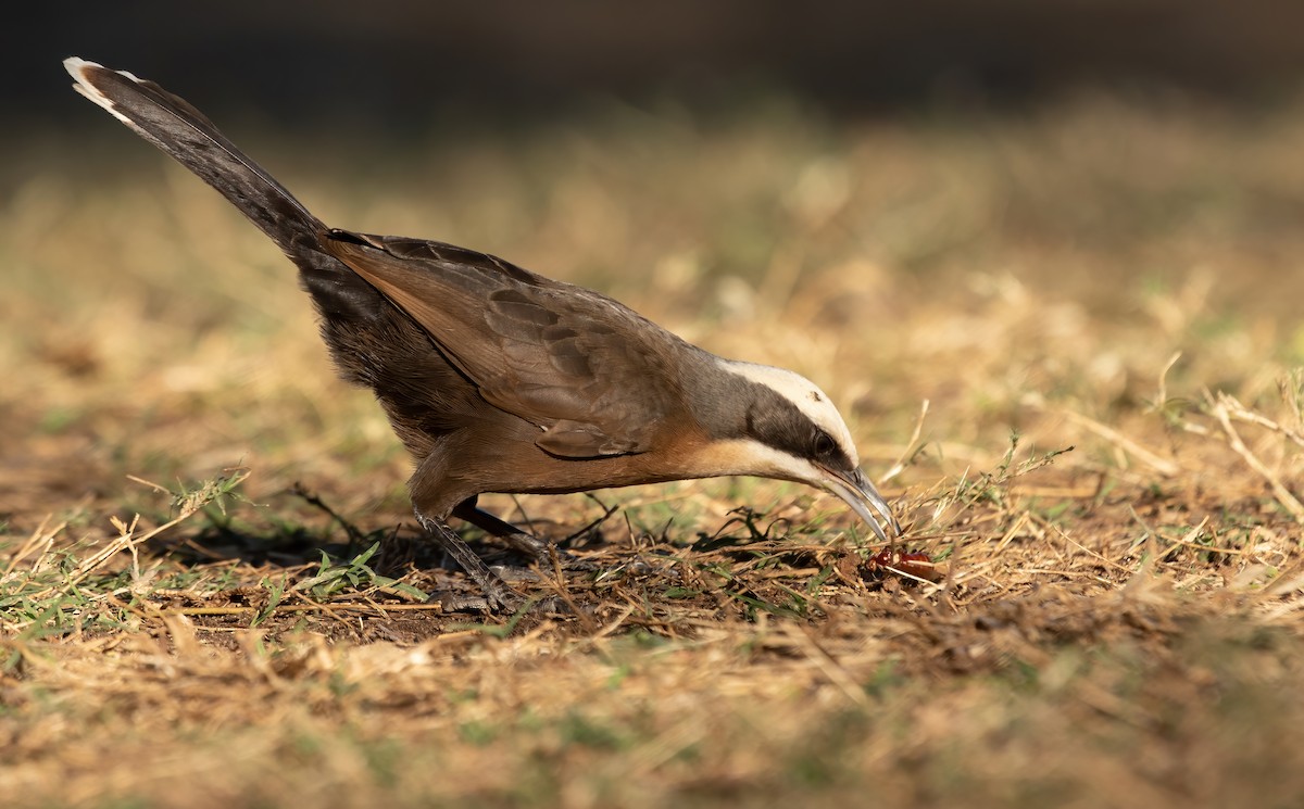 Gray-crowned Babbler - ML586875671