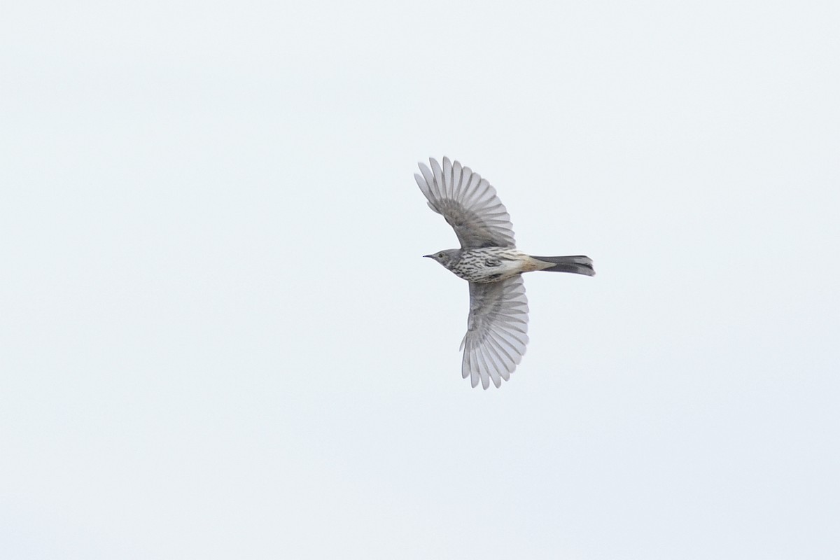 Sage Thrasher - ML586877381