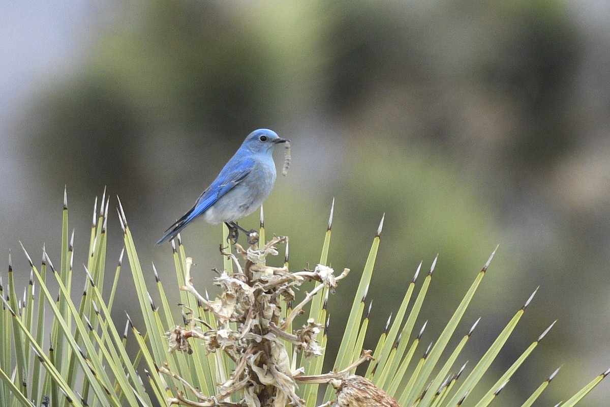 Mountain Bluebird - ML586877751