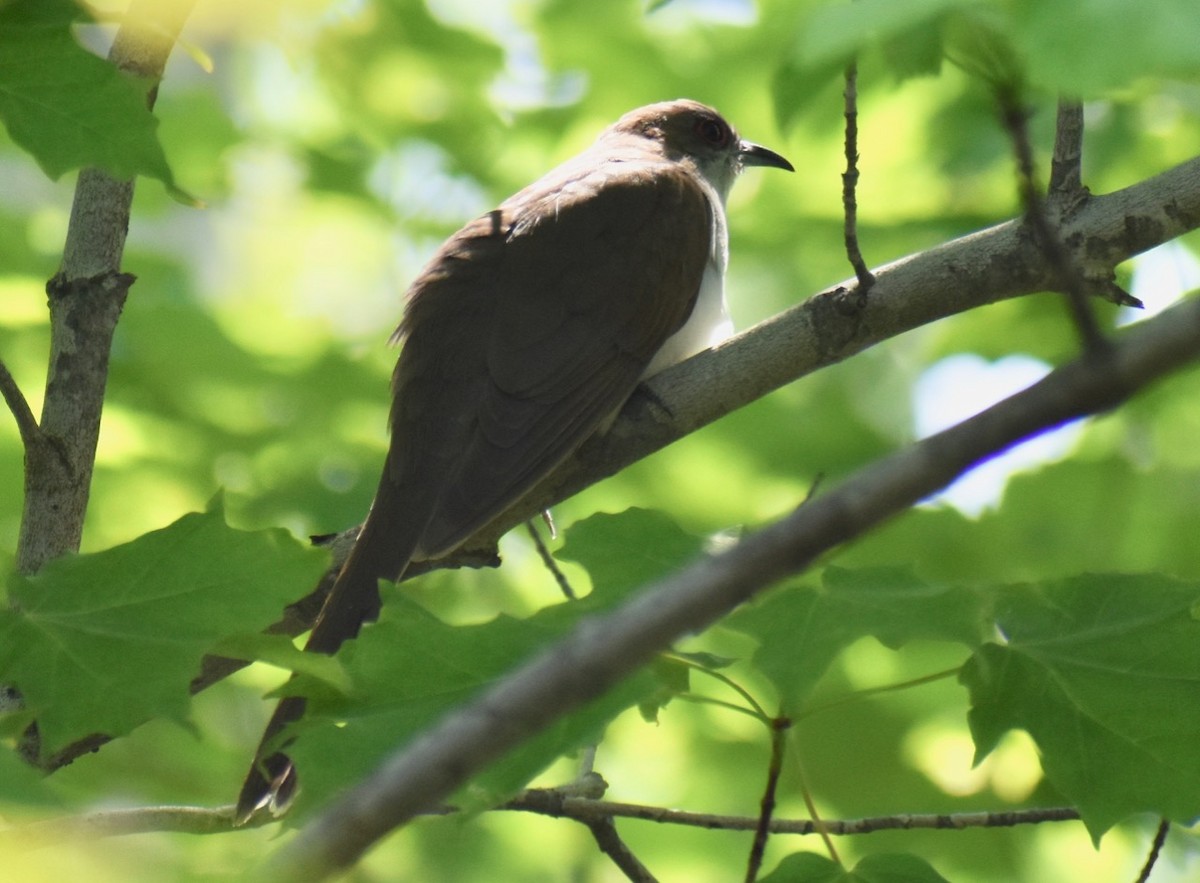 Black-billed Cuckoo - ML586877961