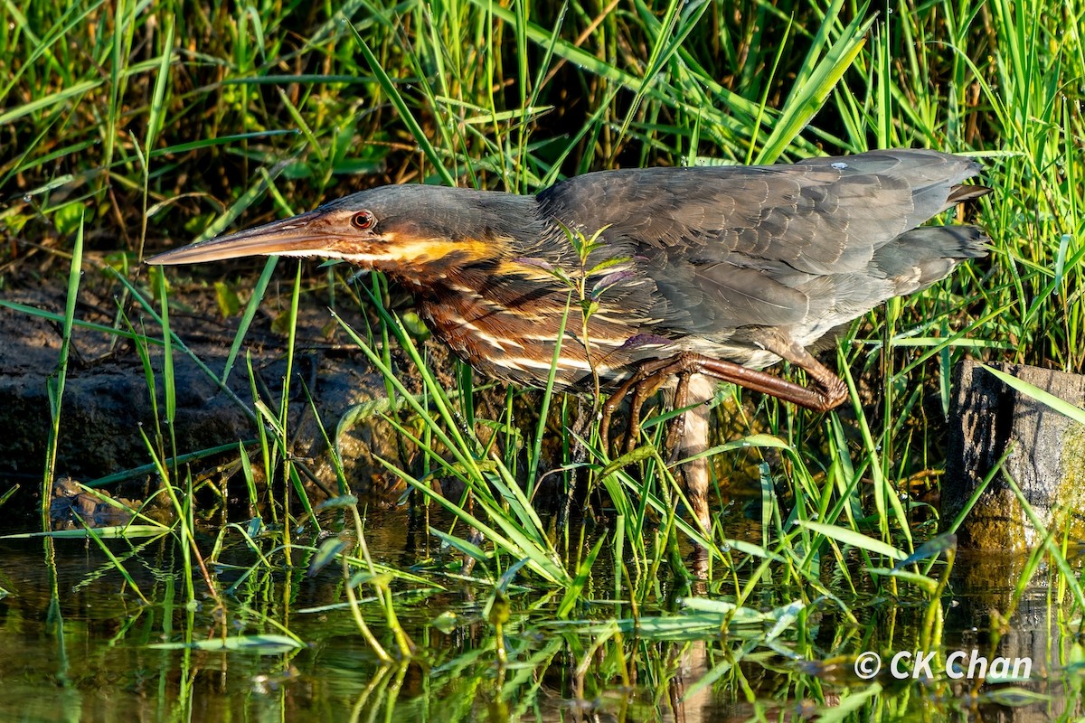 Black Bittern - ML586878131