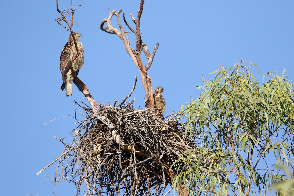 Whistling Kite - ML586878221