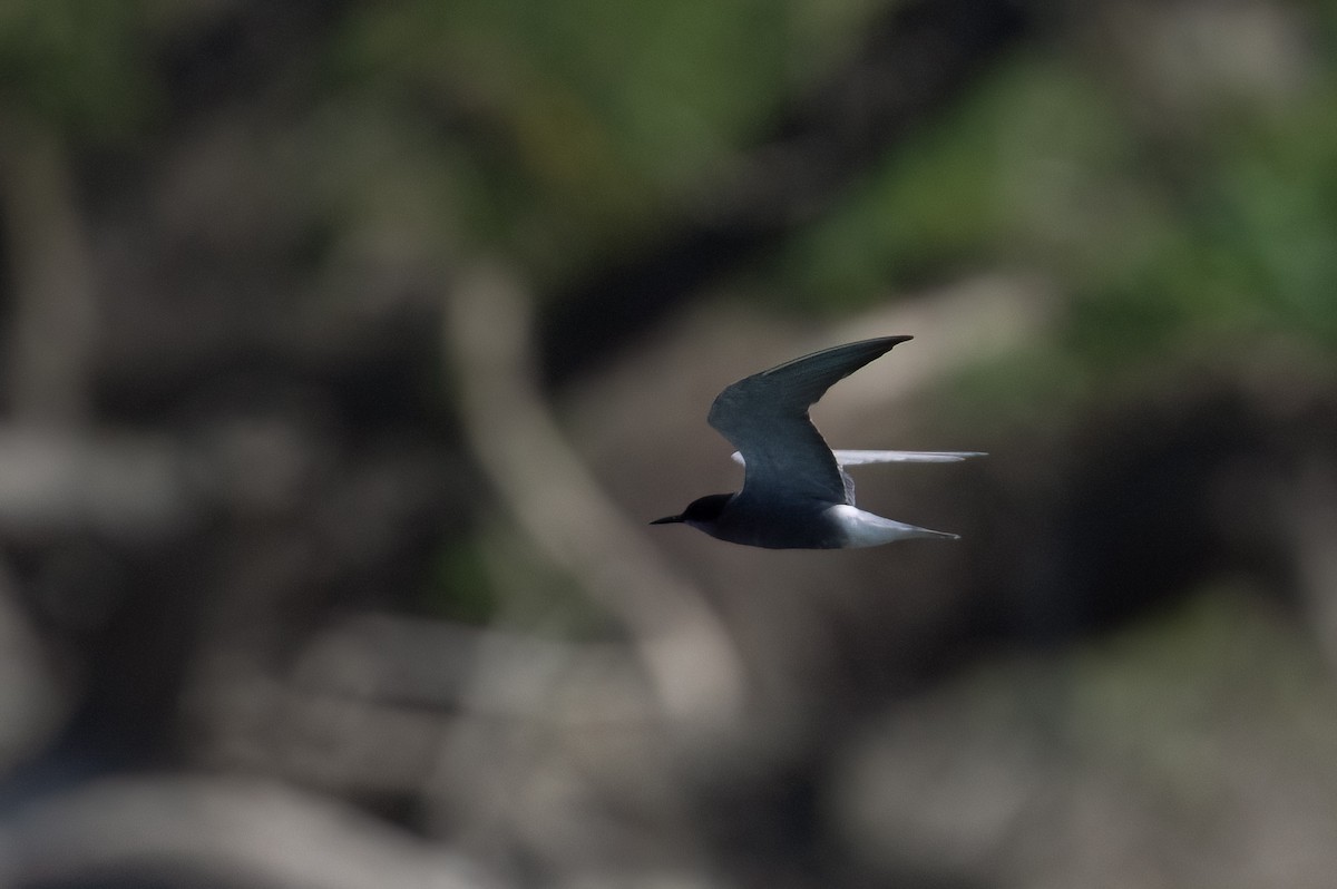 Black Tern - ML586878241