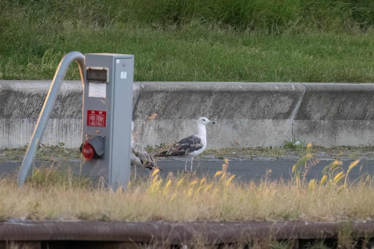 Larus sp. - ML586878251